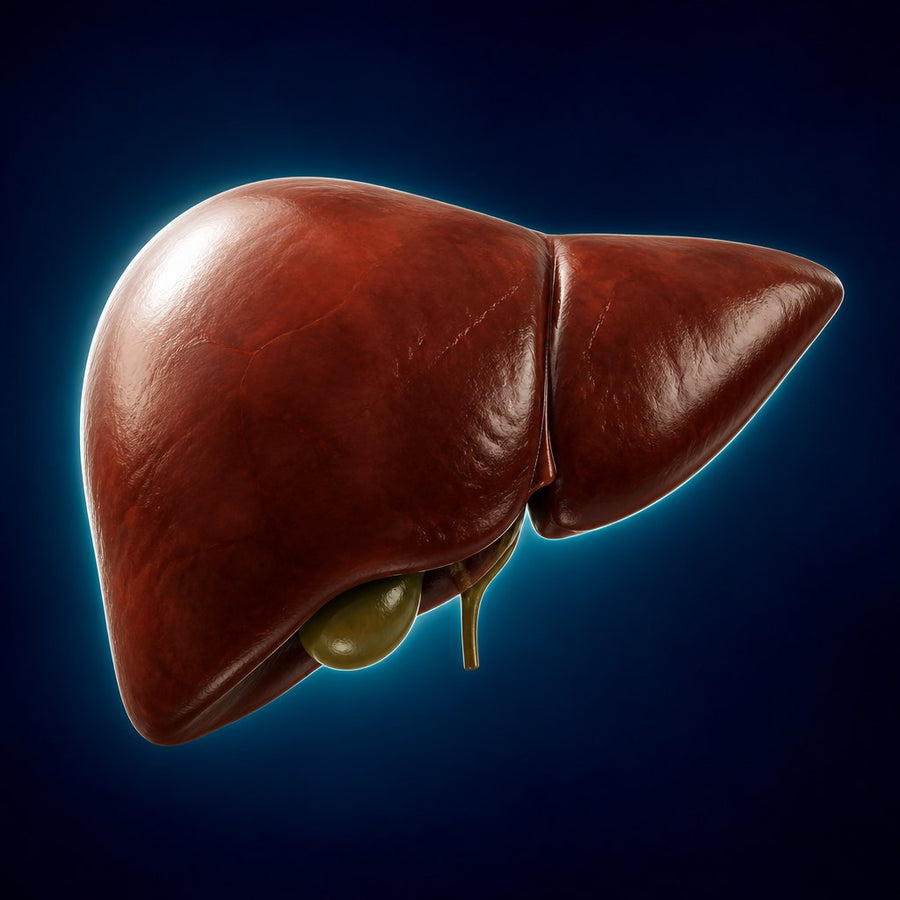 Healthy restored liver