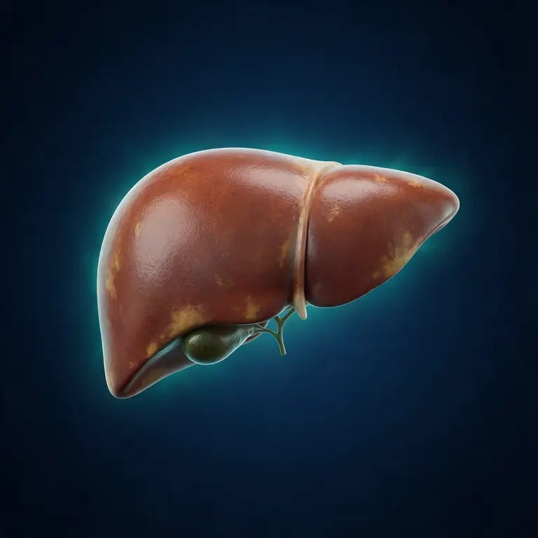 Liver starting to recover